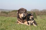DOGUE DU TIBET 449